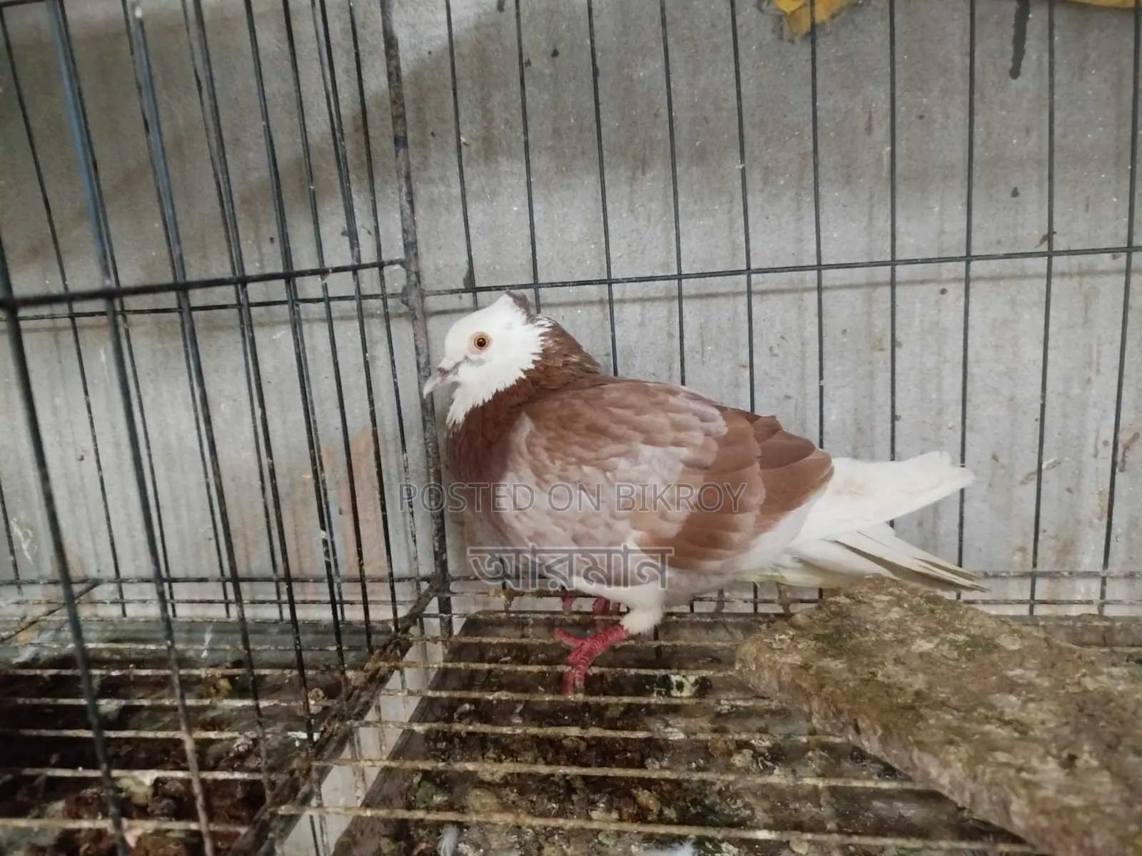 Chuithal Raj Golla Male Pigeon