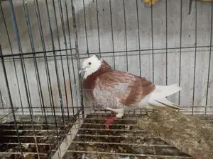 Chuithal Raj Golla Male Pigeon