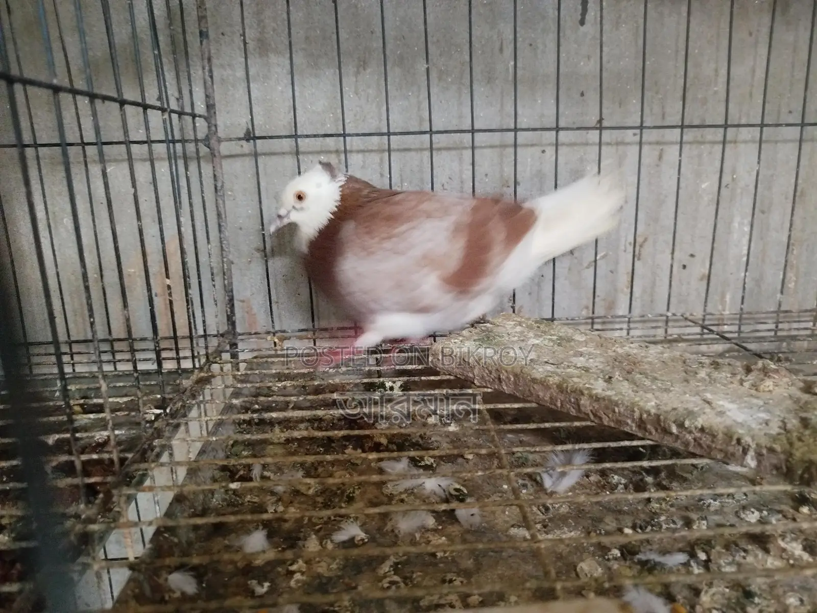 Chuithal Raj Golla Male Pigeon