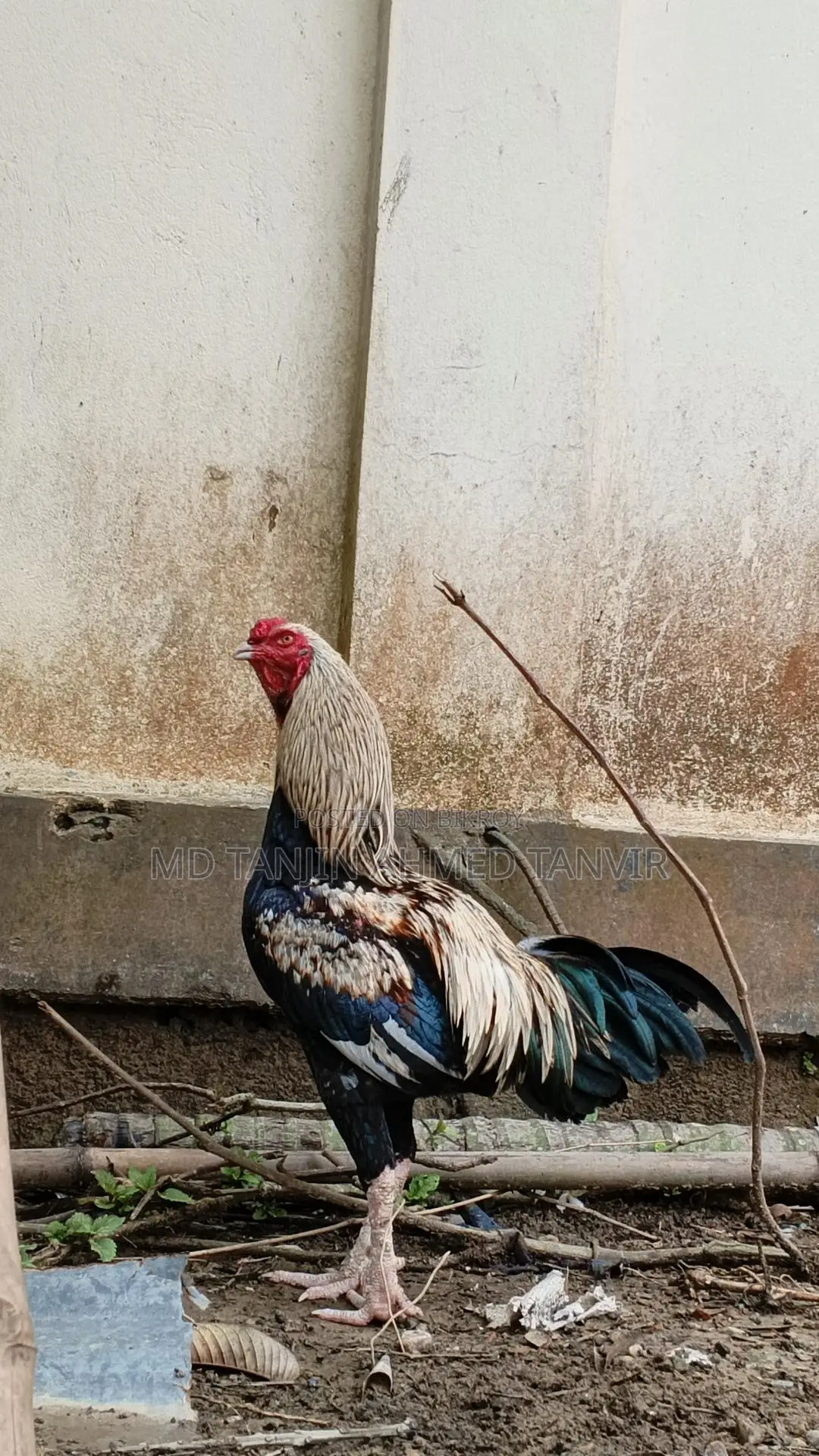 সরালি মুরগা