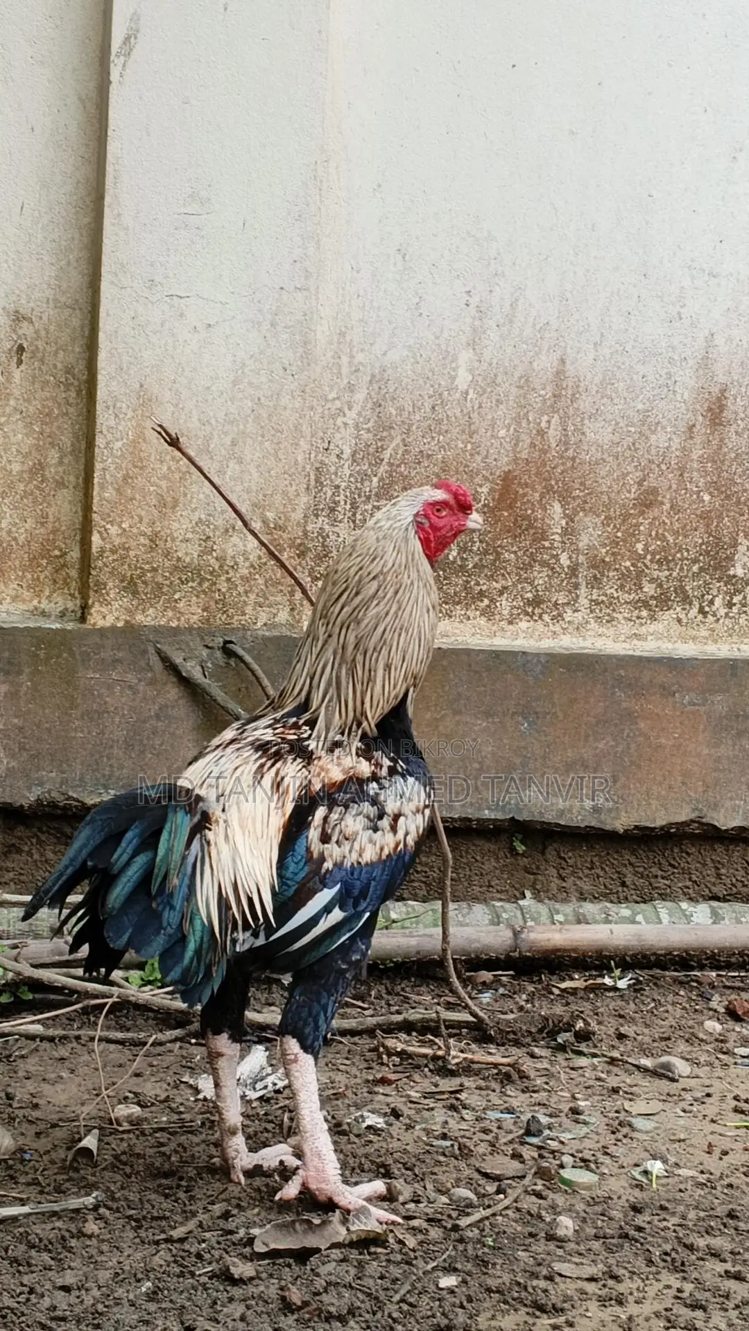 সরালি মুরগা