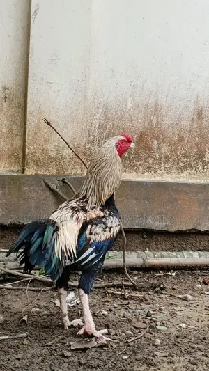 সরালি মুরগা