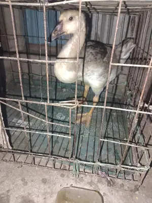 রাজা হাঁসের বাচ্চা বয়স দুই মাসের কাছাকাছি