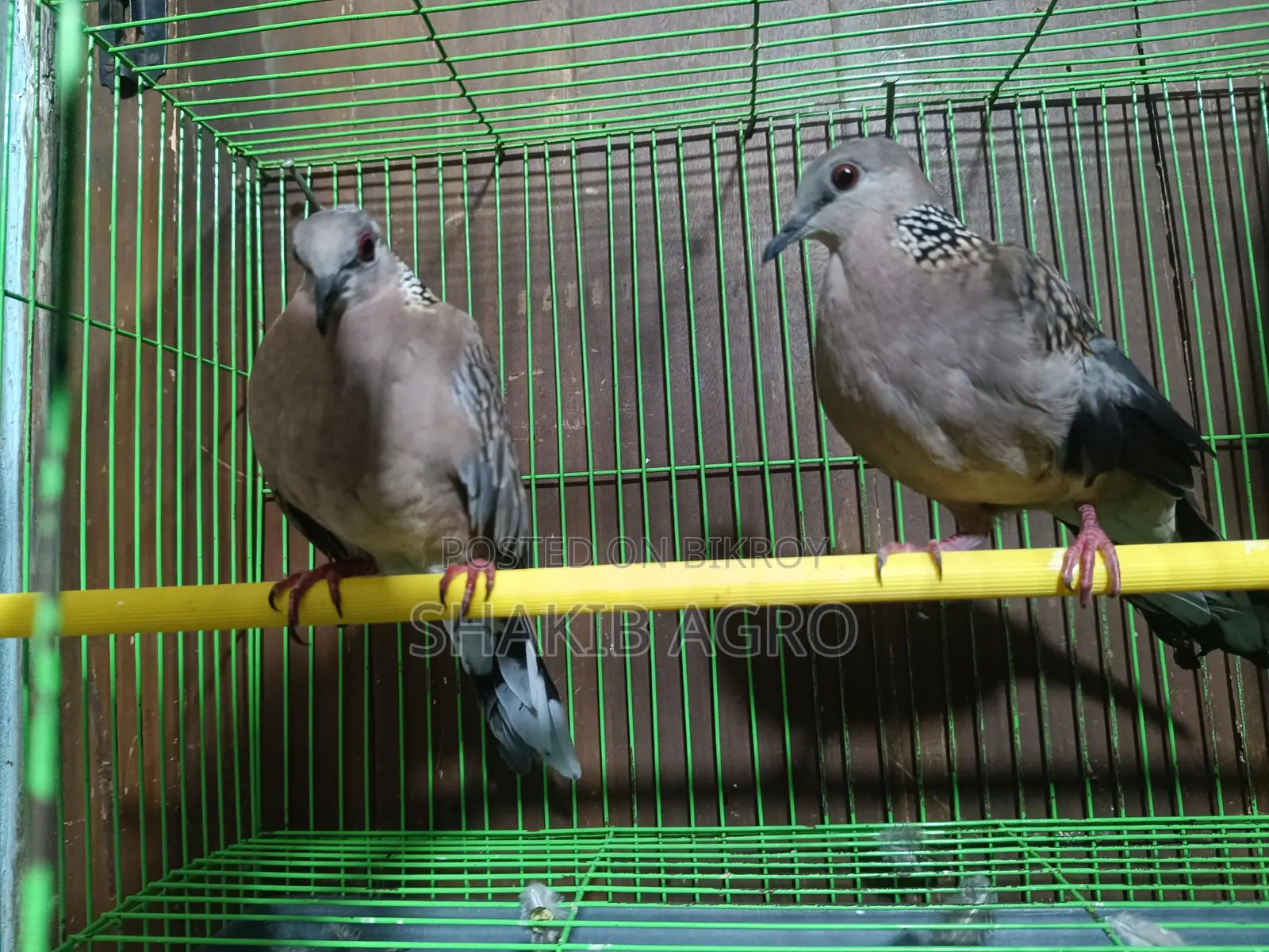 Pair of Dove Birds for Sale