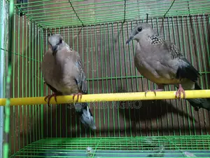 Pair of Dove Birds for Sale