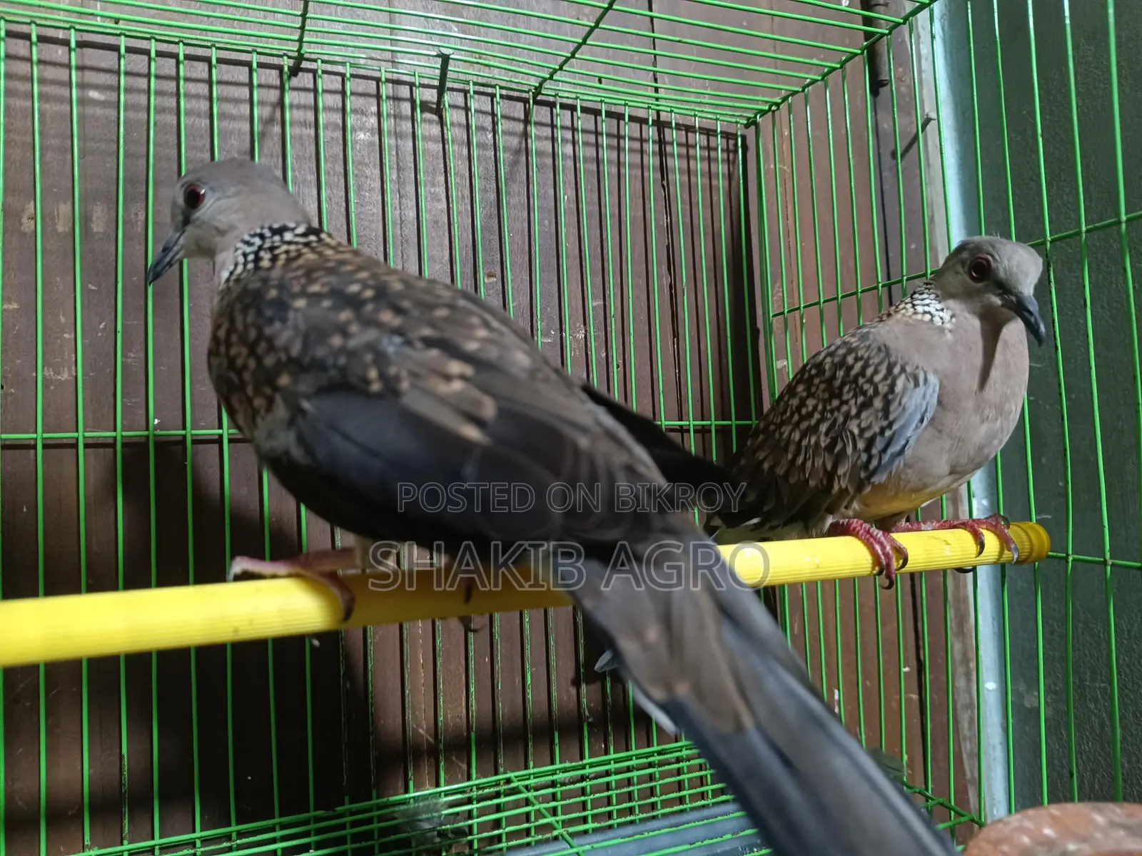 Pair of Dove Birds for Sale