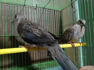 Pair of Dove Birds for Sale