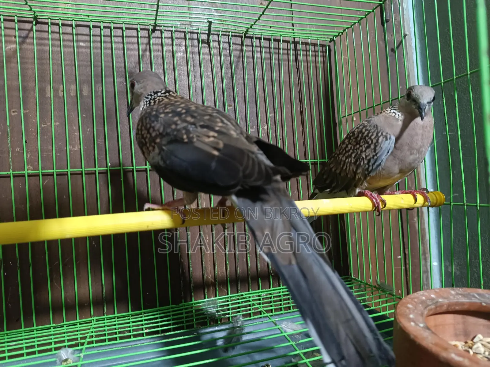 Pair of Dove Birds for Sale