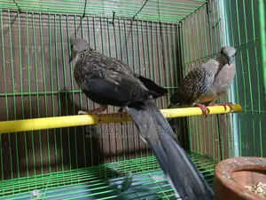 Pair of Dove Birds for Sale