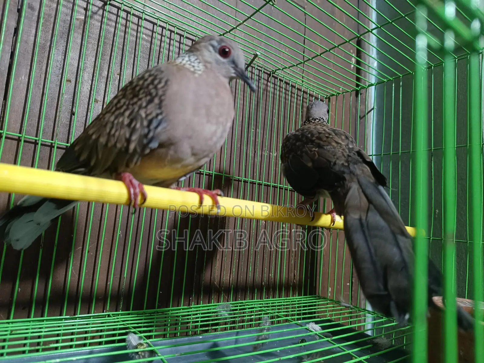 Pair of Dove Birds for Sale
