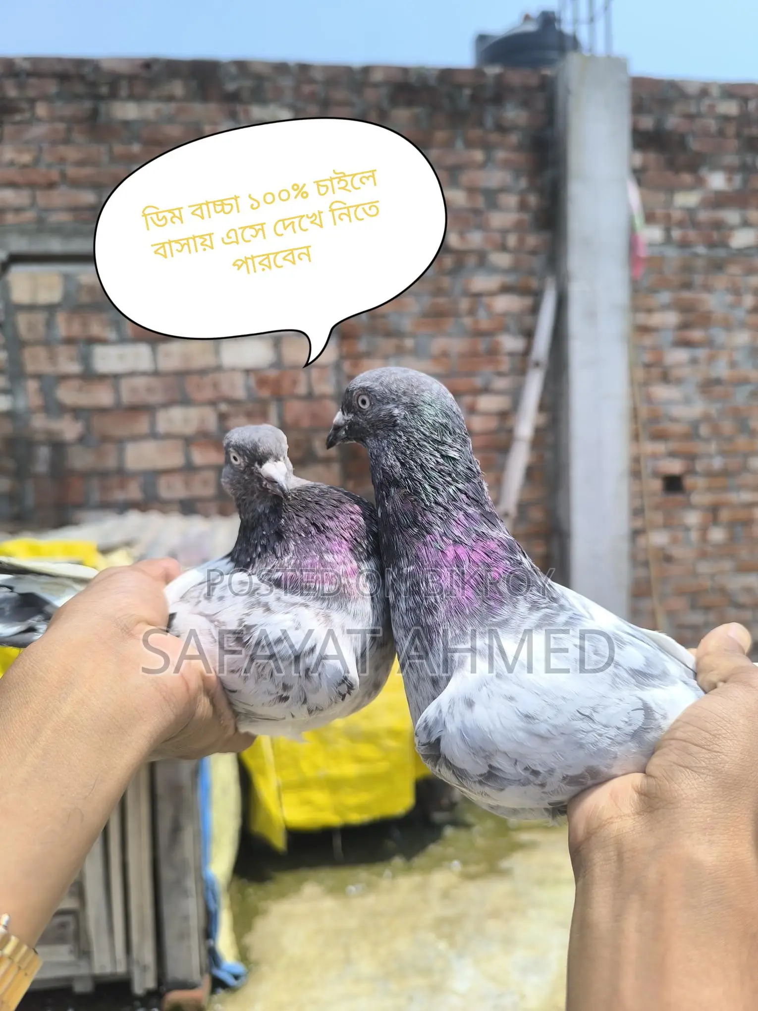 Pankhi Pigeon