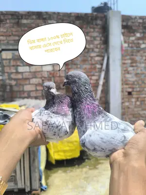 Pankhi Pigeon