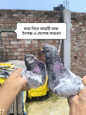 Pankhi Pigeon