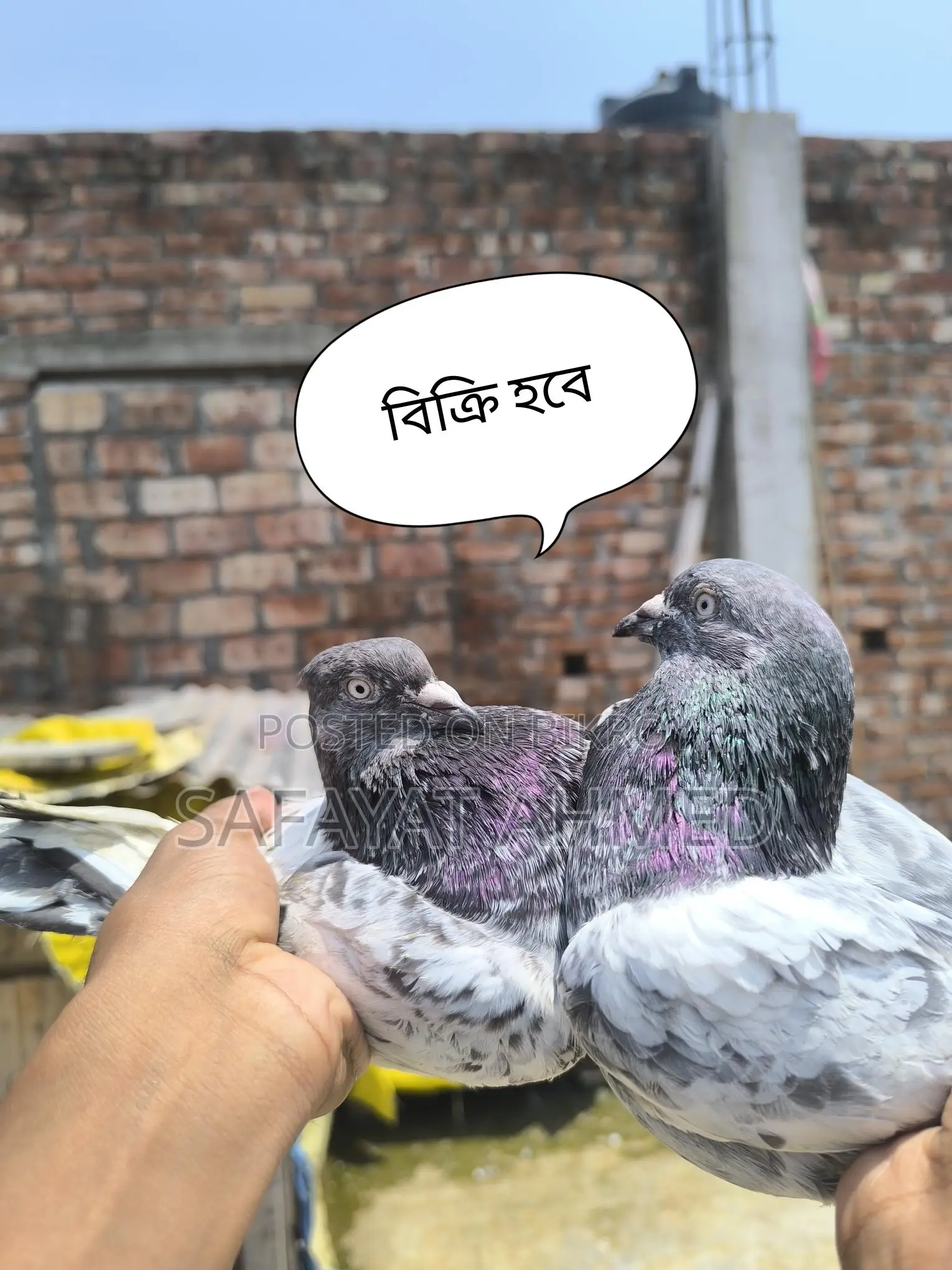 Pankhi Pigeon