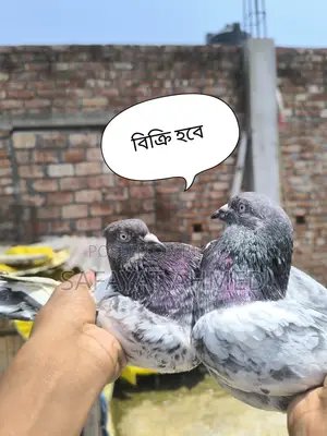 Pankhi Pigeon