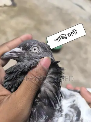 Pankhi Pigeon