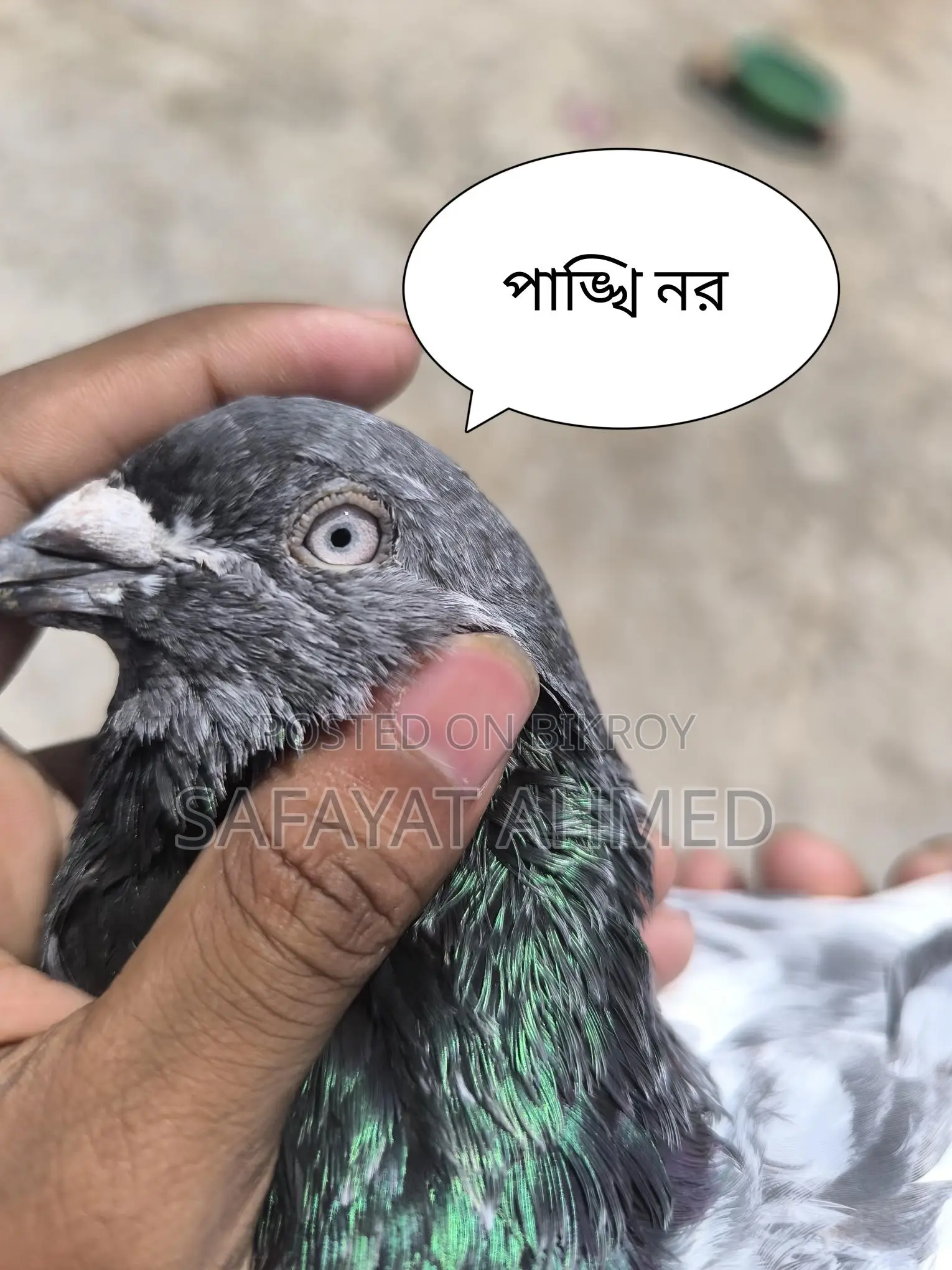 Pankhi Pigeon