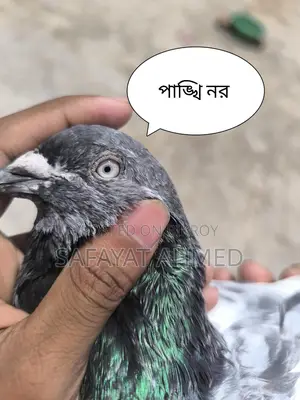 Pankhi Pigeon