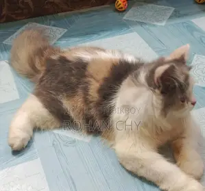 পার্সিয়ান ক্যাট ফিমেইল