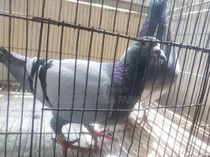 Blue Bar Racer Pigeon