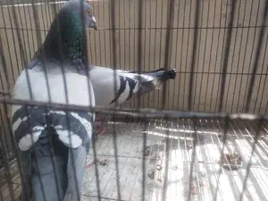 Blue Bar Racer Pigeon
