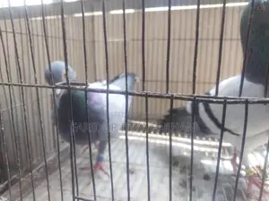 Blue Bar Racer Pigeon