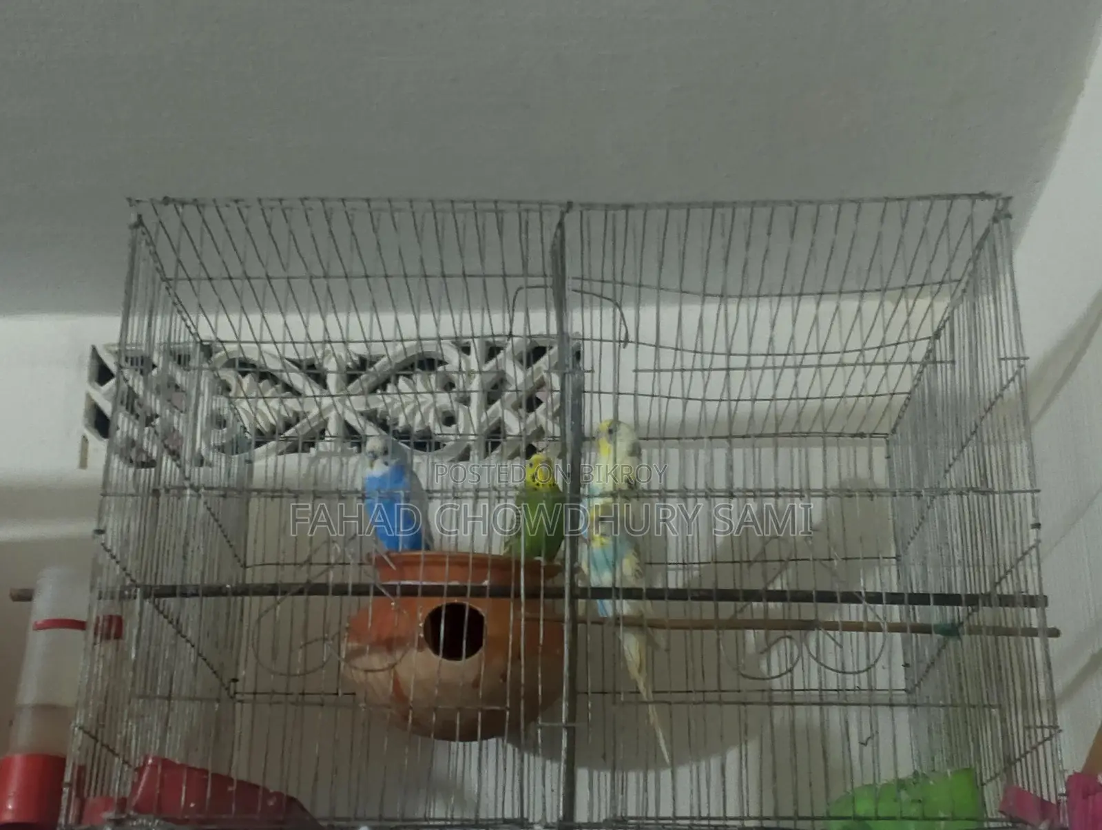 Running Budgie full setup for sale.