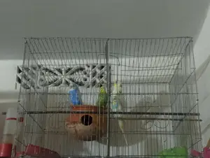 Running Budgie full setup for sale.