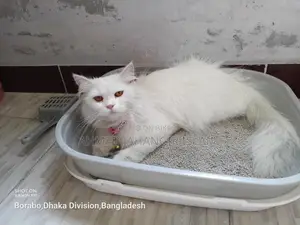 পার্সিয়ান বিড়াল