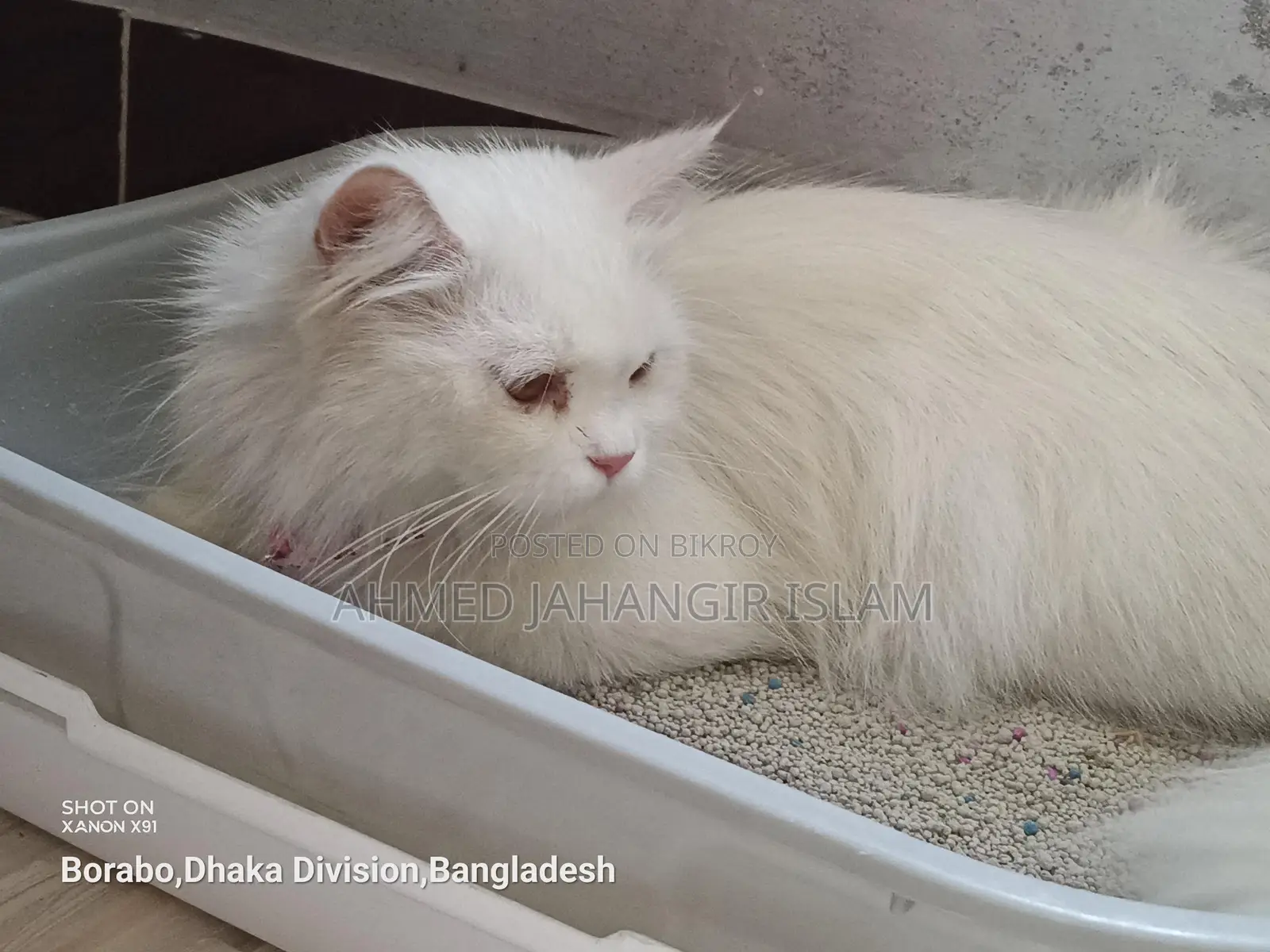 পার্সিয়ান বিড়াল