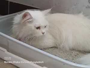 পার্সিয়ান বিড়াল