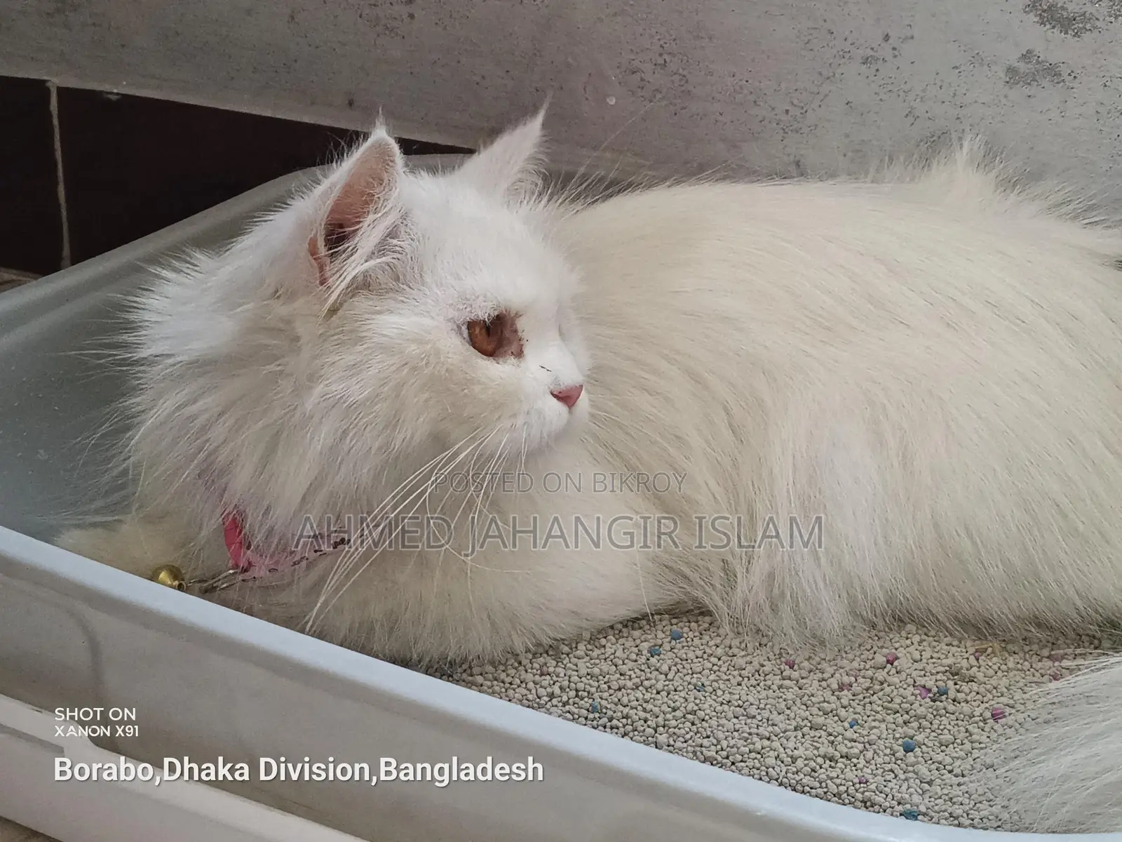পার্সিয়ান বিড়াল