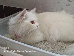 পার্সিয়ান বিড়াল