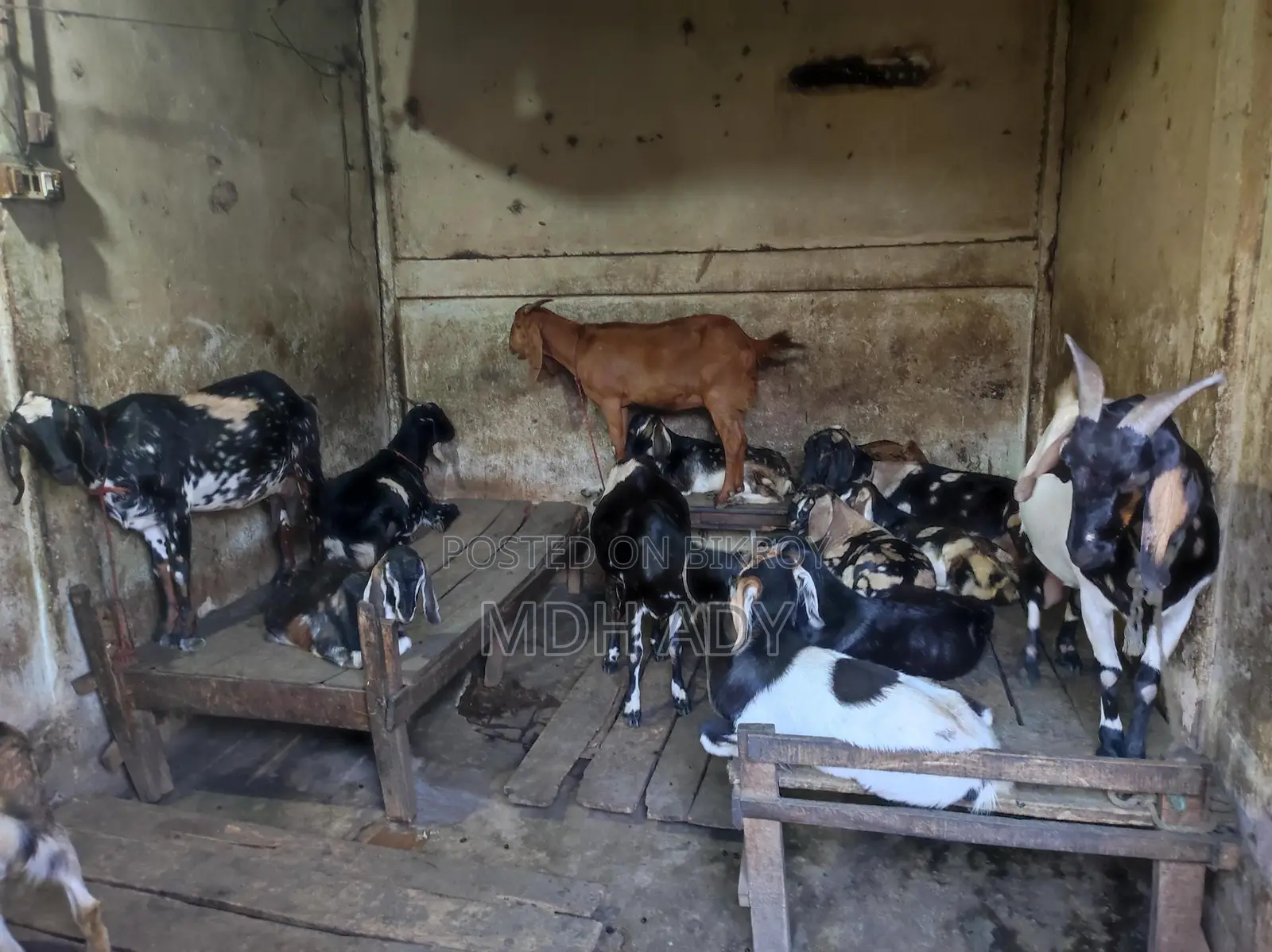 Goats for Sale