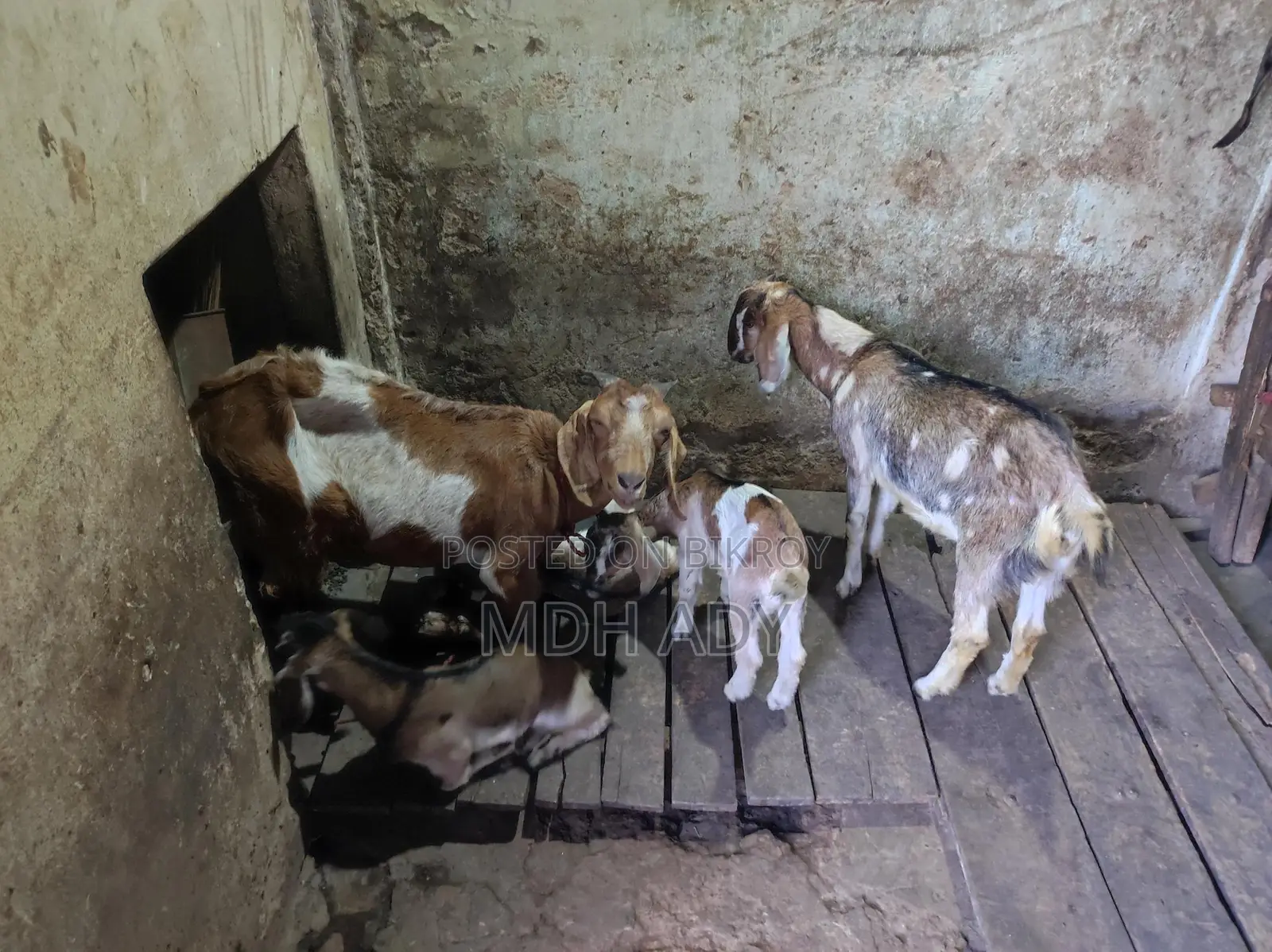 Goats for Sale