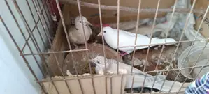 Pet Dove Chicks