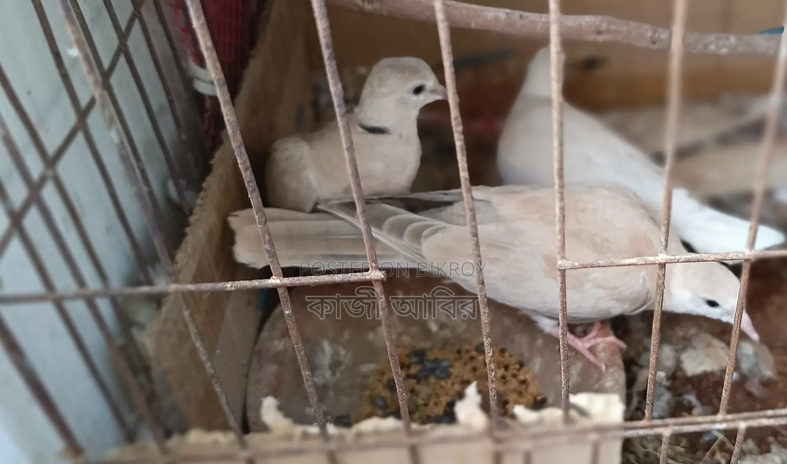 Pet Dove Chicks
