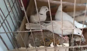 Pet Dove Chicks
