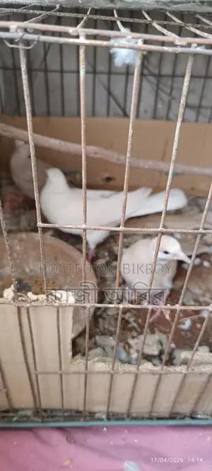 Pet Dove Chicks