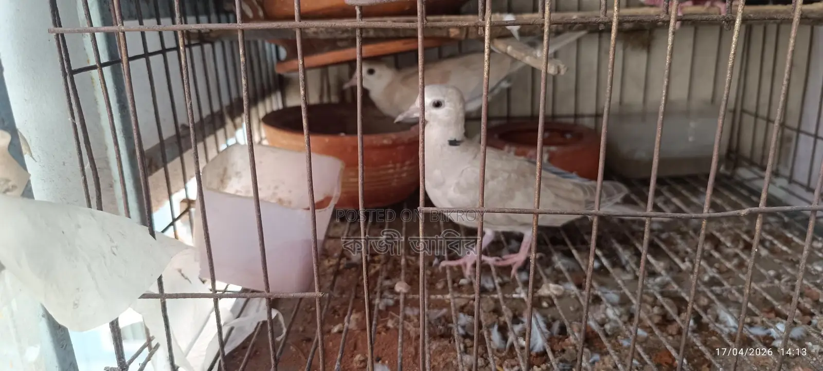 Pet Dove Chicks