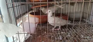 Pet Dove Chicks