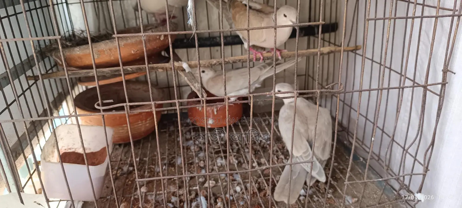 Pet Dove Chicks