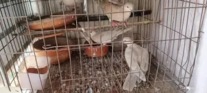 Pet Dove Chicks