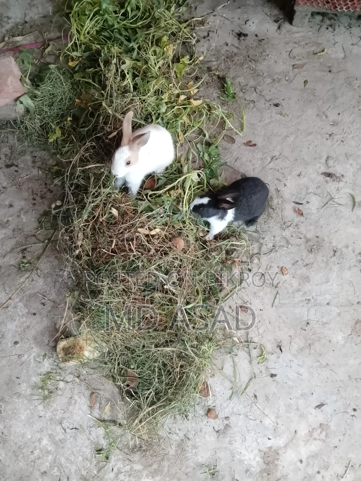 Rabbit Babies
