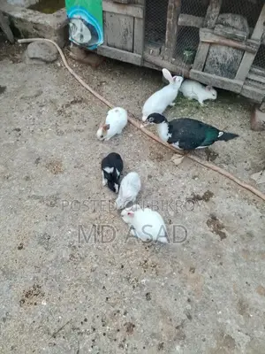 Rabbit Babies