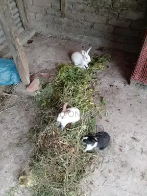 Rabbit Babies