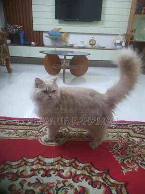 পিওর পার্সিয়ান বিড়াল