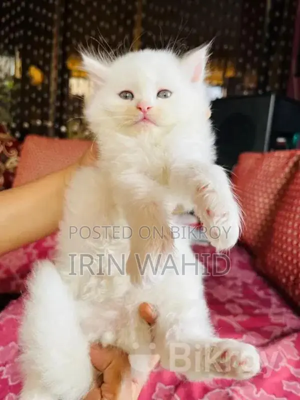 Traditional Persian