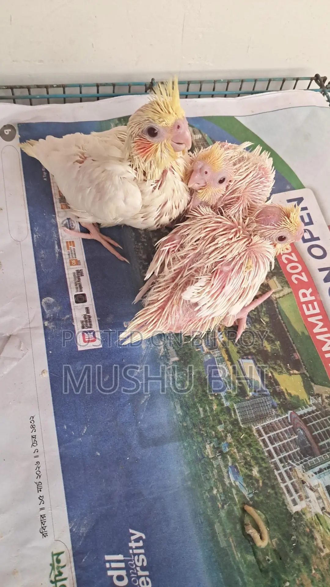 3 Lutino Cockatiel chicks for sale.