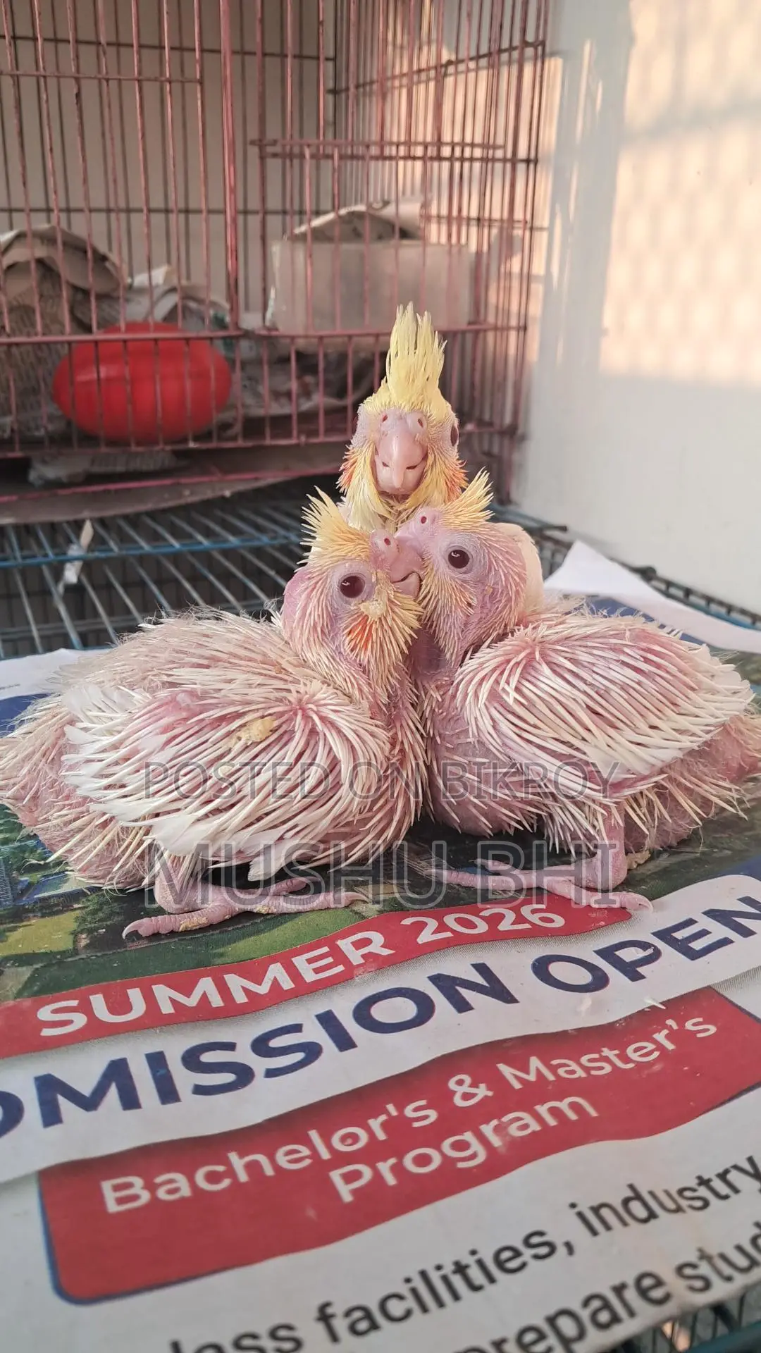 3 Lutino Cockatiel chicks for sale.
